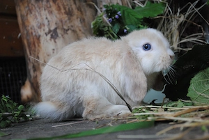 Zwergwidder Jungtier Minilop Kaninchen Hase blaue Augen geimpft 