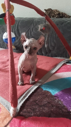 Sphynx katzenbaby 
