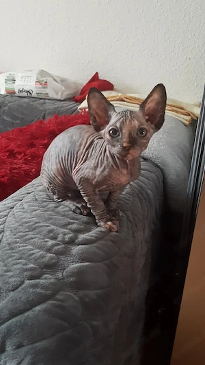 Sphynx katzenbaby 