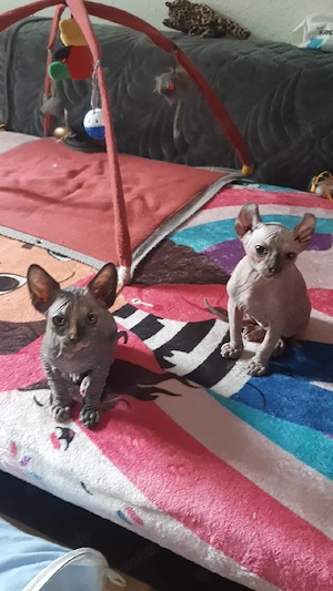 Sphynx katzenbaby 