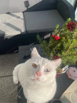 Türkisch - Van Kater 2 Jahre alt