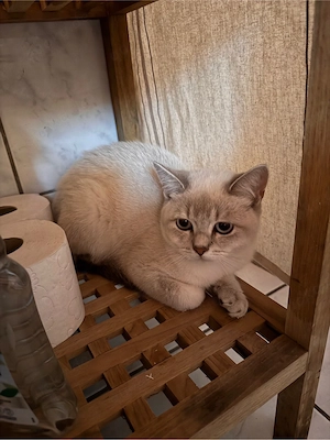 kater sucht dringend für-immer-zuhause 
