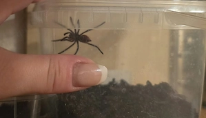 grammostola iheringi  Bild 2