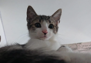 kleiner kater sirius such seinen menschen 