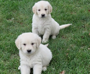 Wundervolle Golden-Retriever-Welpen suchen ihre Familien