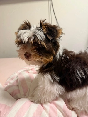 yorkshire Terrier Welpe