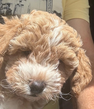 Hunde  Welpen  Maltipoo  