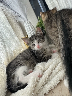kater babys 