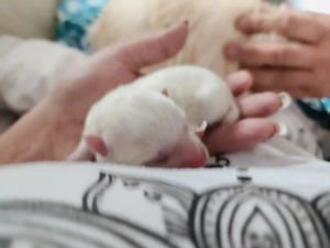 Unsere Pomchi Welpen sind da!