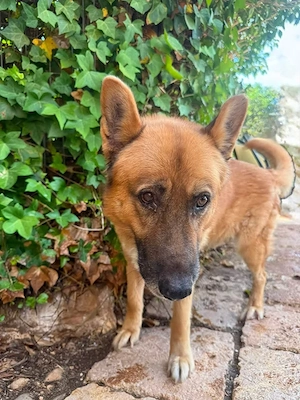 Xisco - mußte sein ganzes Leben an der Kette verbringen 10 Jahre Kette ohne weiches,warmes Körbchen.