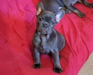 Bildschöne Französische Bulldoggen Welpen in Blau   Blue