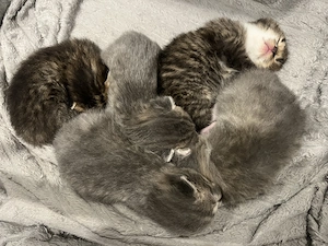 BkH kitten geboren 15.08.2026
