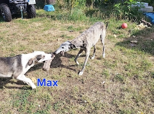 Max sucht seine Familie
