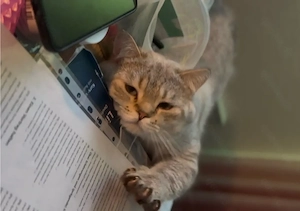    Pitu sucht ein liebevolles Zuhause   