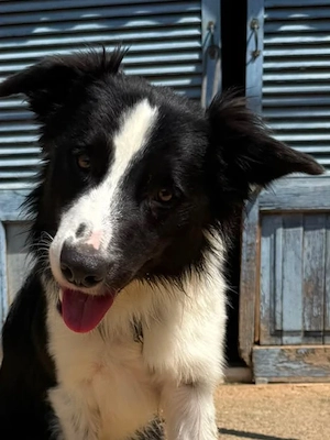 Pepe,Border Collie - der freundliche Junge braucht artgerechte Auslastung,da er sehr lernfreudig ist