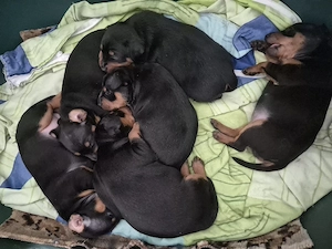 Zwergpinscher Welpen