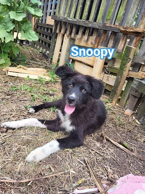 Snoopy möchte die Welt entdecken 