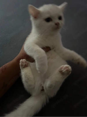 bkh kitten oddeye 