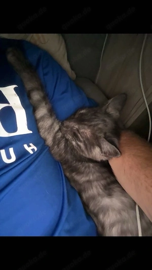 maine coon mix