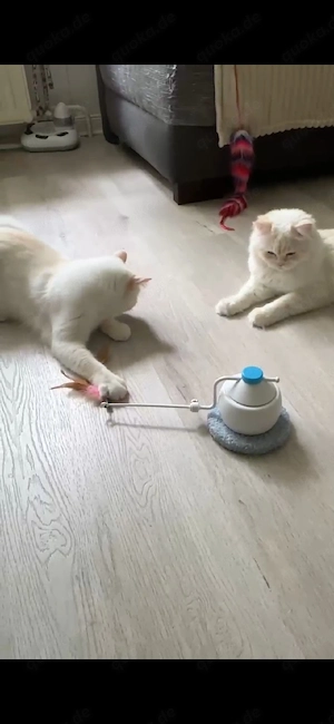 BKH reinrassiger Kater sucht liebevolles zu Hause 