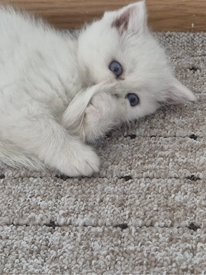    Britische Katzen abzugeben    Bild 3
