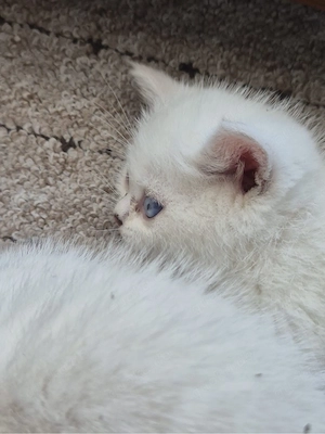    Britische Katzen abzugeben    Bild 2