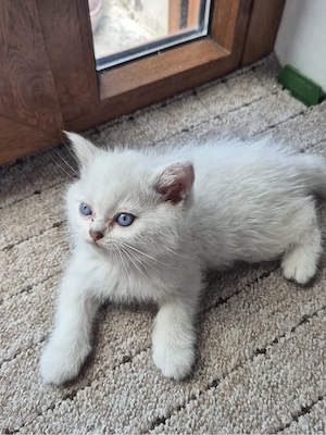    Britische Katzen abzugeben    Bild 4