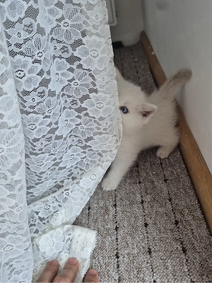    Britische Katzen abzugeben    Bild 5