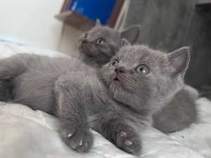 bkh kitten suchen Ab Sofort ihr ZUHAUSE 