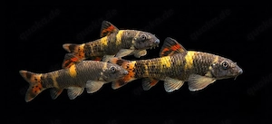 Panda Prachtalgenfresser Garra flavatra