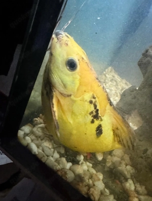 prächtiger goldener Fiederbartwels Bild 3
