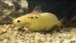 prächtiger goldener Fiederbartwels