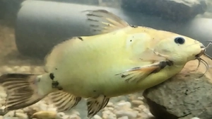 prächtiger goldener Fiederbartwels Bild 2