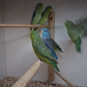 Blaugenick Sperlingspapageien 