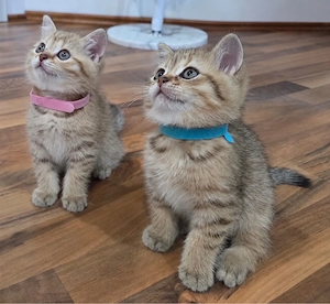 Zwei süße BKH-Kitten   Kater & Katze suchen ihr Zuhause