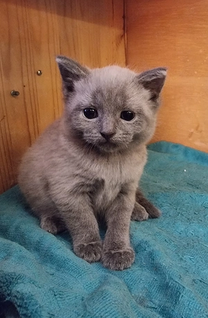 Russisch blau x BKH Blue Point Kater aus Hobbyzucht ende Oktober abzugeben