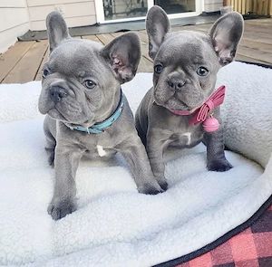 Französische Bulldoggen Welpen mit Stammbaum