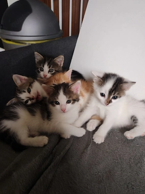 Katzenkitten abzugeben