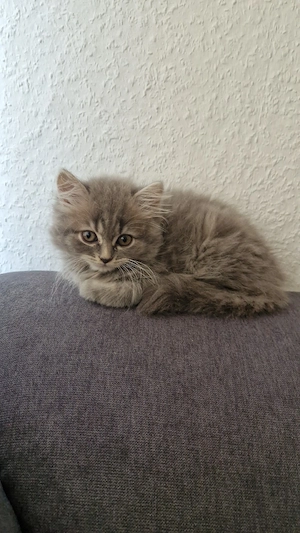 Bkh kitten 2 süsse mäuse noch