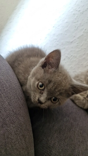 Bkh kitten 12 wochen 