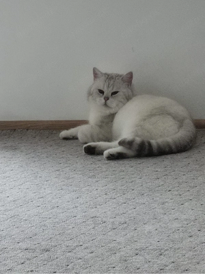 BKH katze 