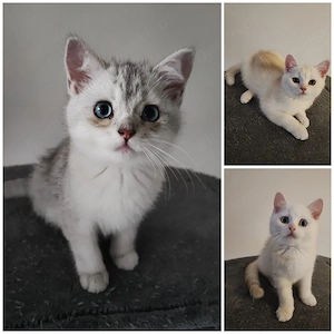 BKH Katzen Junior süß putzig in München