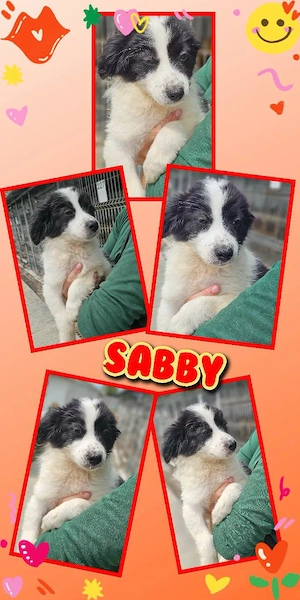 zuckersüßes Welpenmädchen "Sabby" sucht ein liebevolles Zuhause