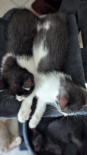 Katzen Kitten BKH