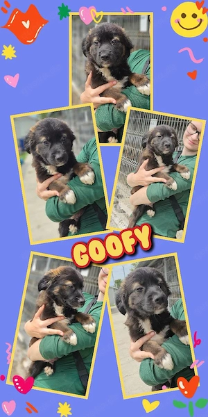 wunderschöner Welpenjunge "Goofy" sucht ein liebevolles Zuhause