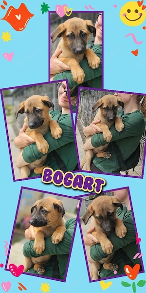 bezaubernder Welpenjunge "Bogart" sucht ein liebevolles Zuhause
