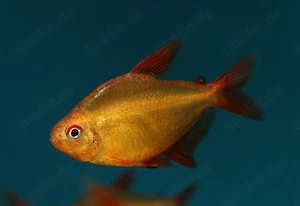 Hyphessobrycon sp. Red Cherry - Muzel Salmler - Zierfische