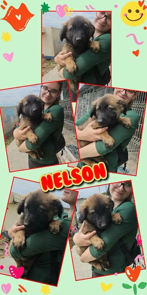 wunderschöner Welpenjunge "Nelson" sucht ein liebevolles Zuhause