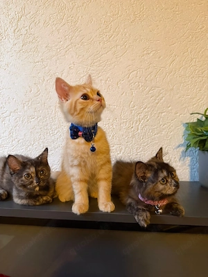    Drei wunderschöne Perser-Kitten suchen ein liebevolles Zuhause   