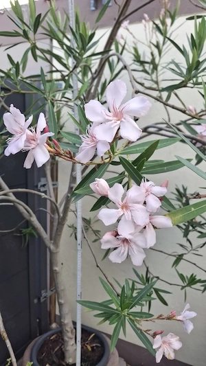 Oleander, mit kurzem Stamm .